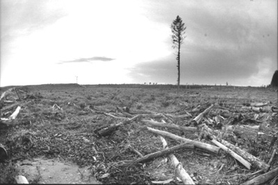 Clearcut
